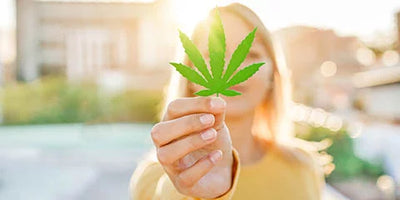 Cannabis: Humanity's Companion Plant