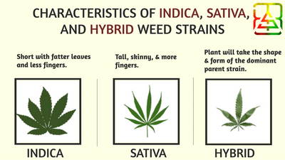 An Overview Of Indica Vs Sativa Vs Hybrid Strains
