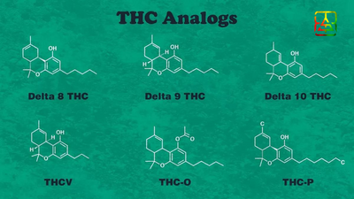 The New Age of THC: THC-O, Delta 8, and Delta 10 THC